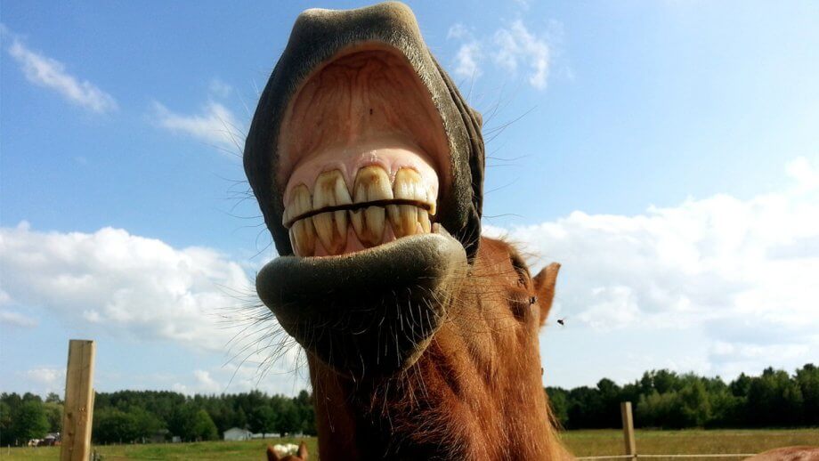 Horse showing its teeth